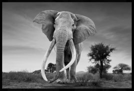 THE LEGEND (100 x 140 cm) BY DAISY SEILERN